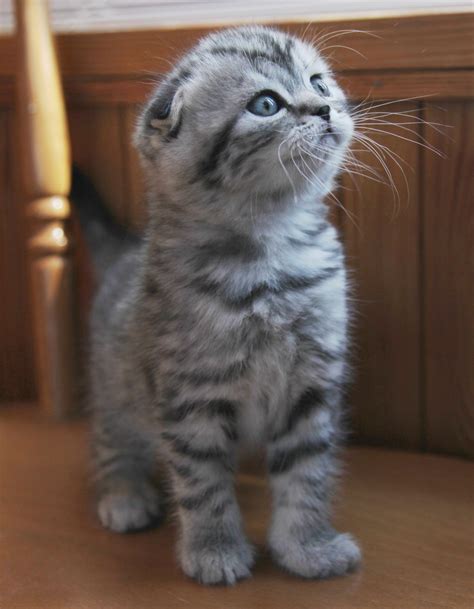 black munchkin kitten for sale|munchkin kitten breeders near me.